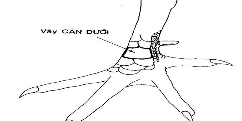 Cách chọn và đánh giá gà mạnh nhất