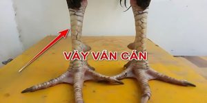 Vảy Vấn Cán